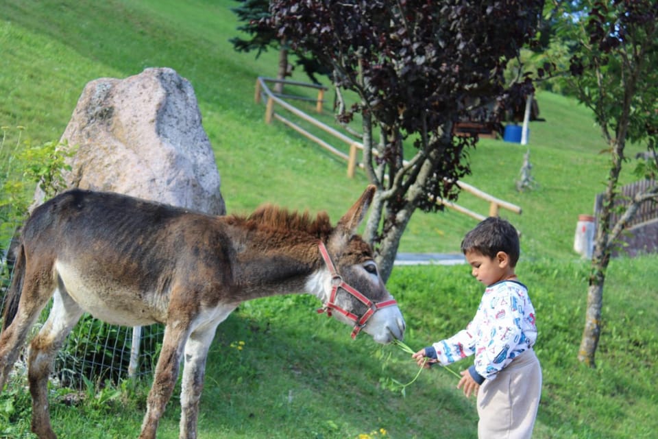 Animals