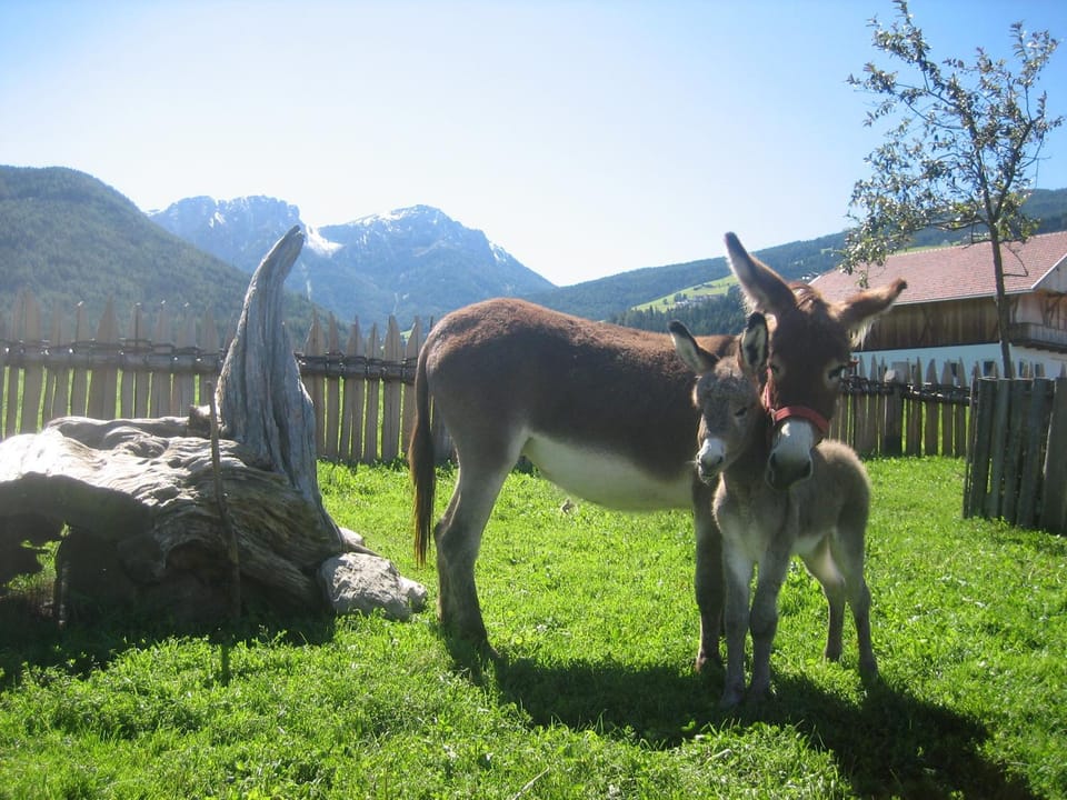 Animals, On site, Garden view