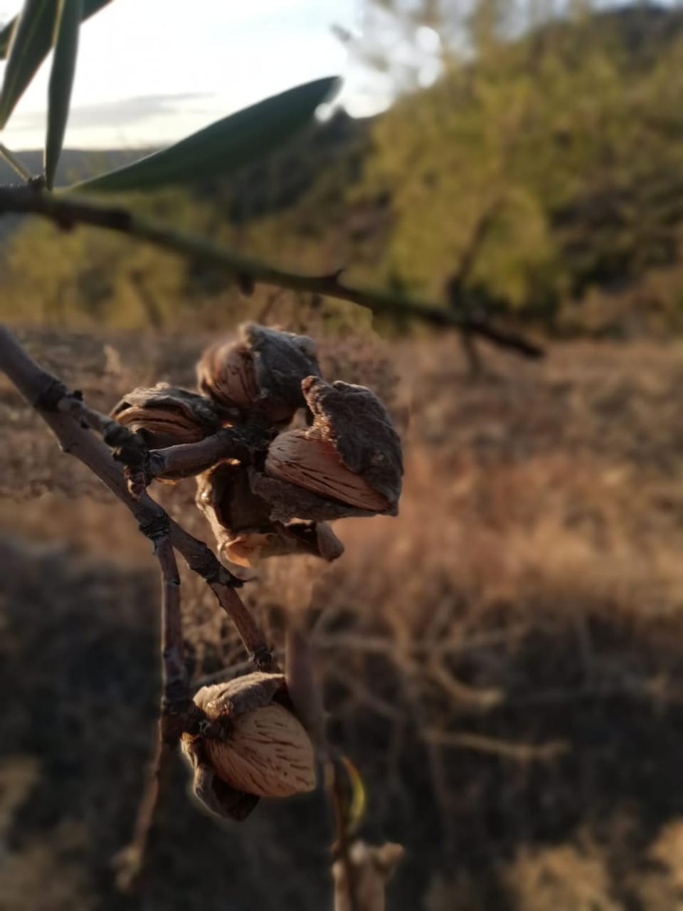Natural landscape