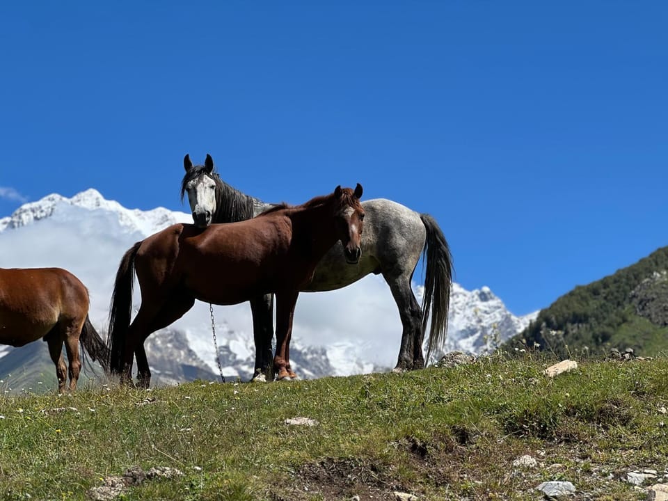 Animals
