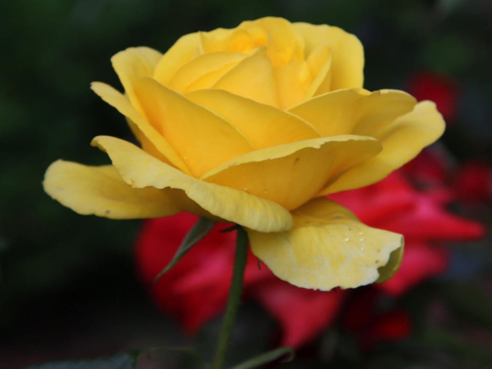 Ferienwohnungen Pano Apartment in Friedrichshafen