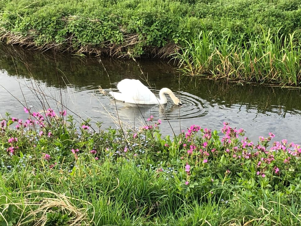 Animals, River view