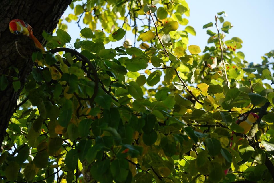 Pension zum Birnbaum Bed and Breakfast in Brandenburg