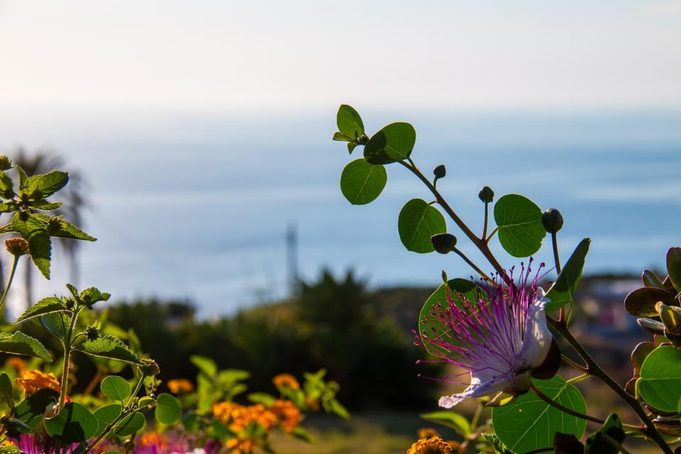 Natural landscape, Garden view