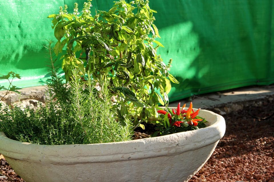 Garden