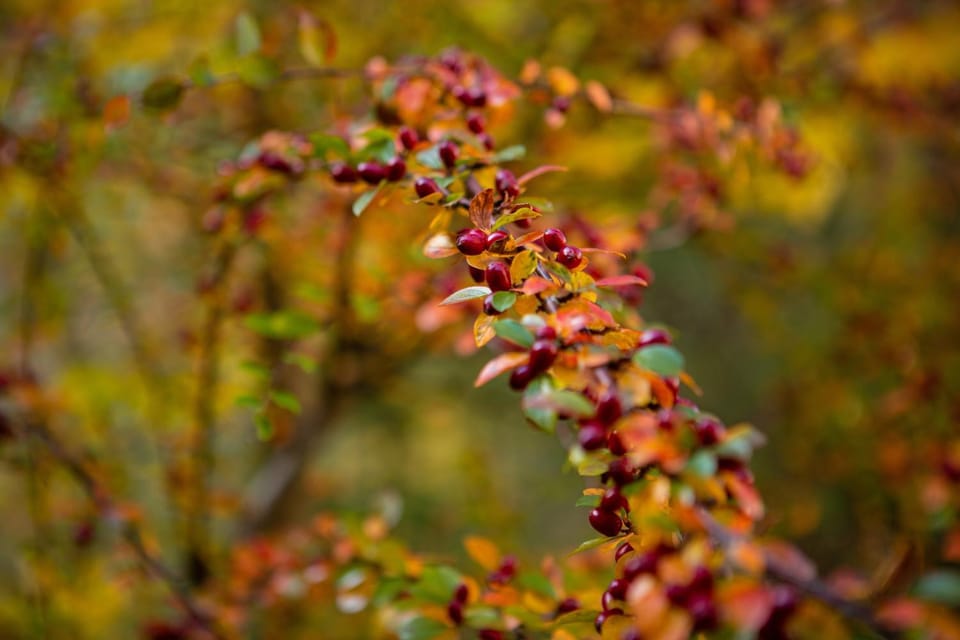 Garden, Hiking