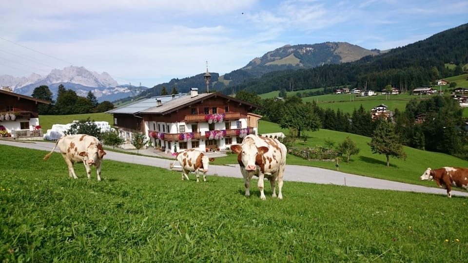 Natural landscape, Animals, Mountain view