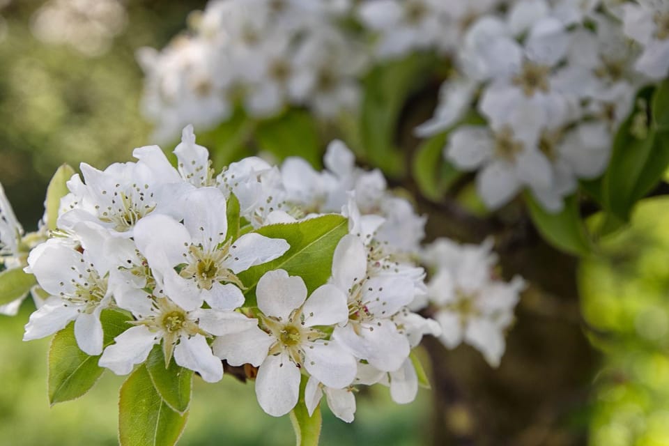 Spring