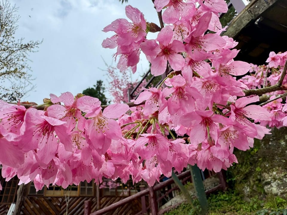 Da Kuan Peach Farm Resort 達觀農場民宿 Vacation rental in Taiwan, Province of China