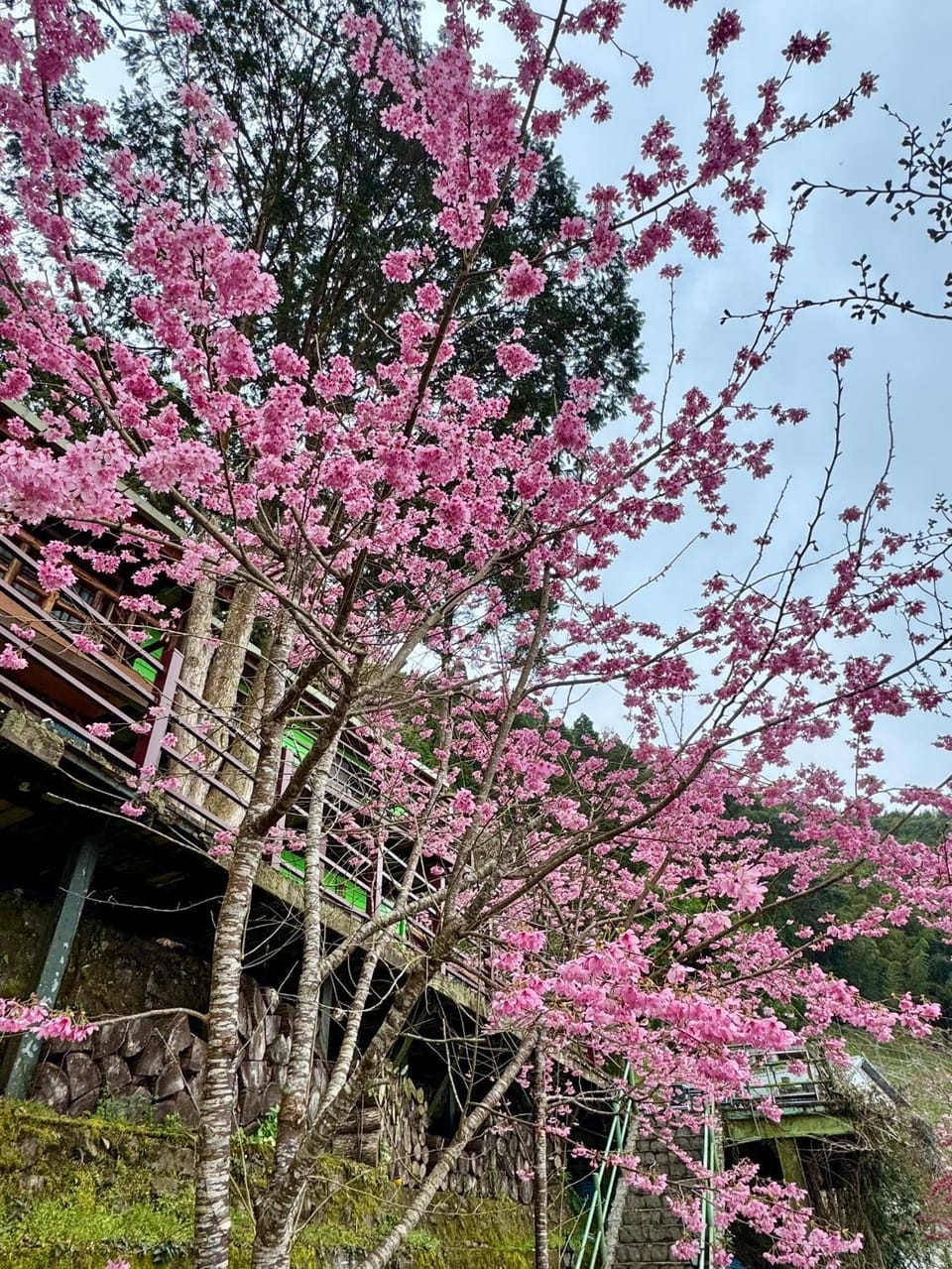 Da Kuan Peach Farm Resort 達觀農場民宿 Vacation rental in Taiwan, Province of China