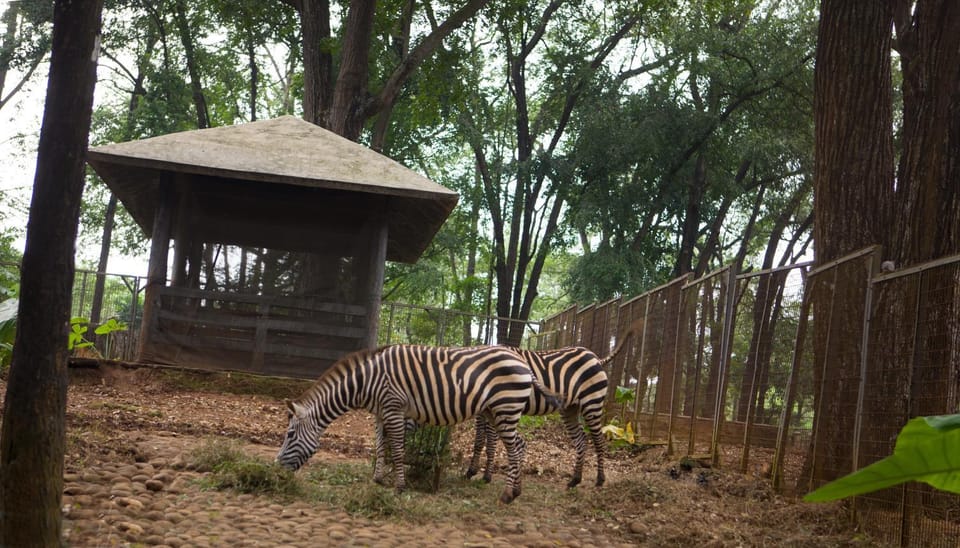 Garden, Animals