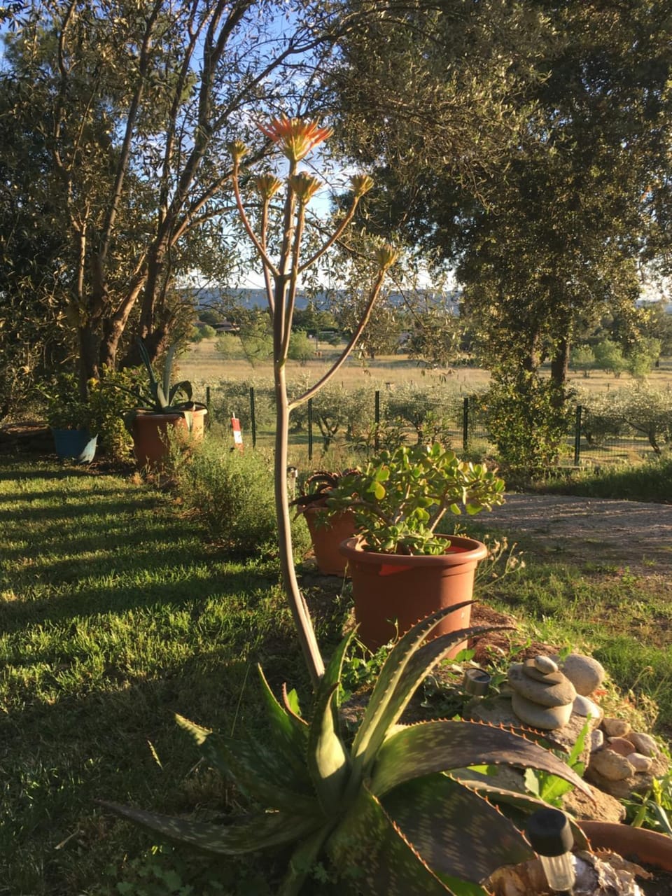 Natural landscape, Garden, Hiking