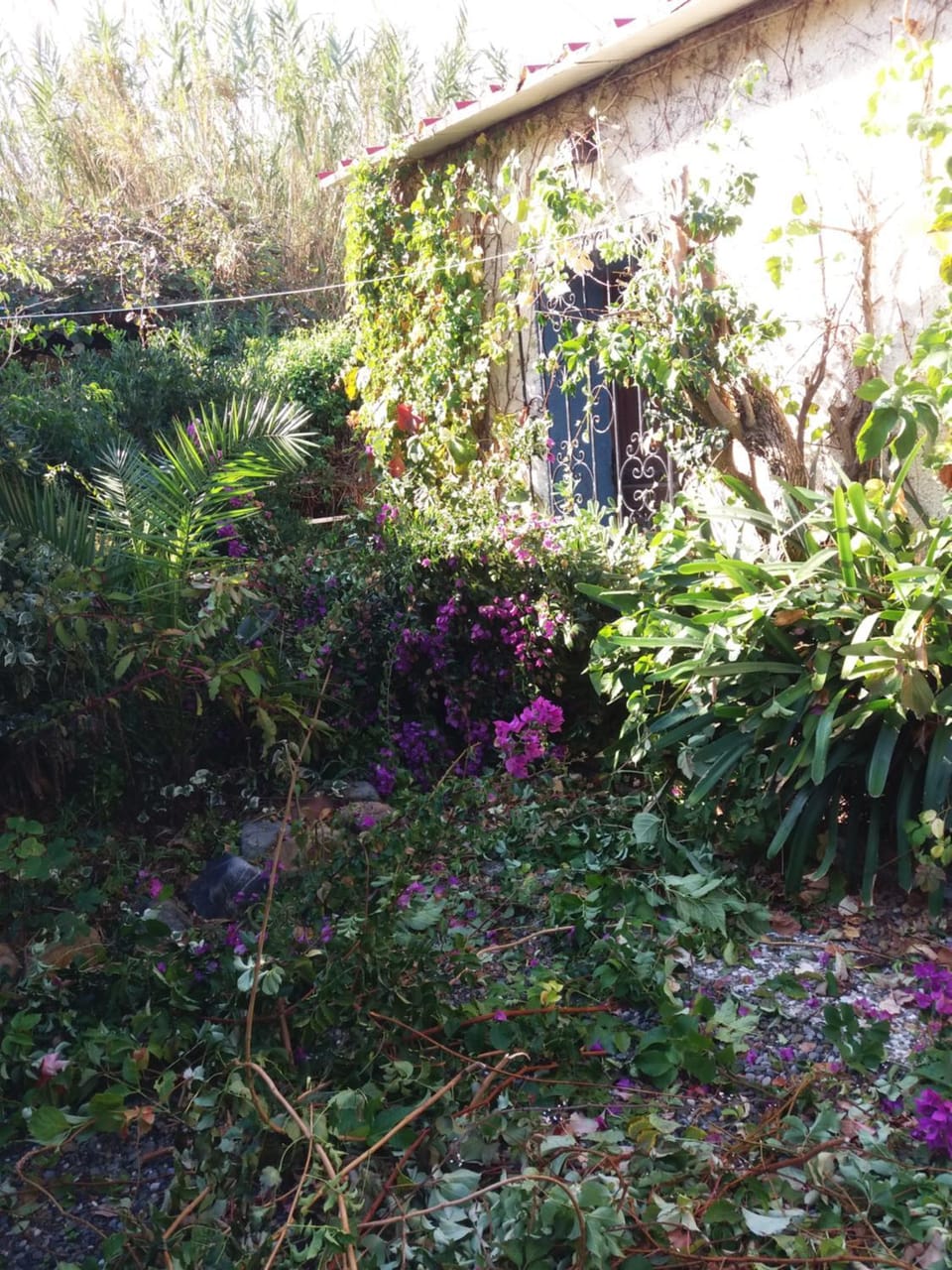 Garden view