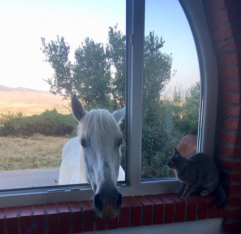 Animals