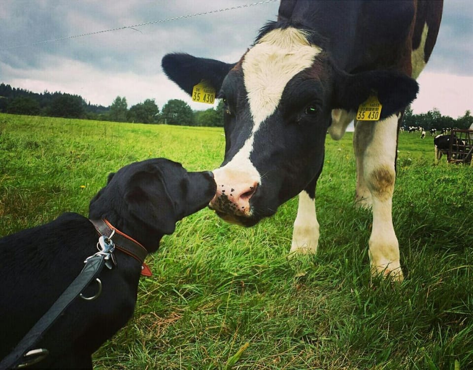Pets