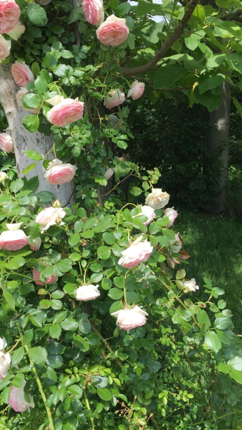 Fondo Giardinetto Bed and Breakfast in Emilia-Romagna