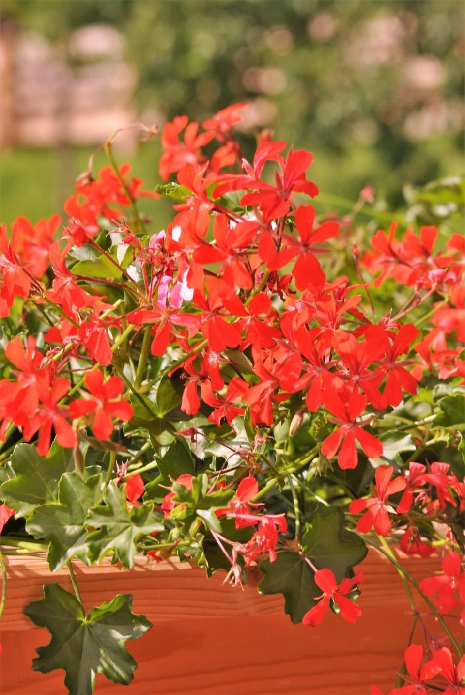 Ferienwohnungen H&P Apartment in Alpbach