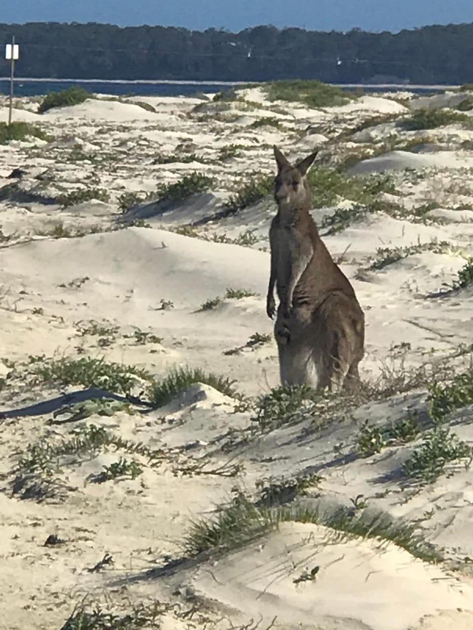 Beach, Animals