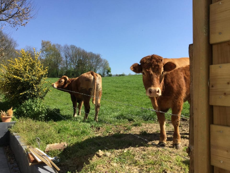 Neighbourhood, Natural landscape, On site, Pets