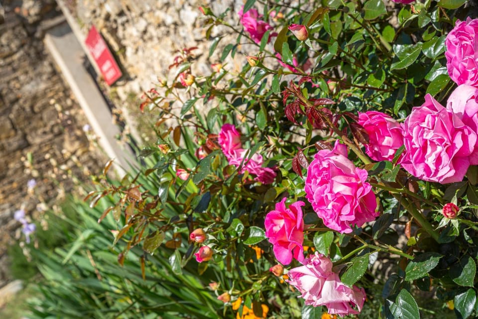 View (from property/room), Garden view