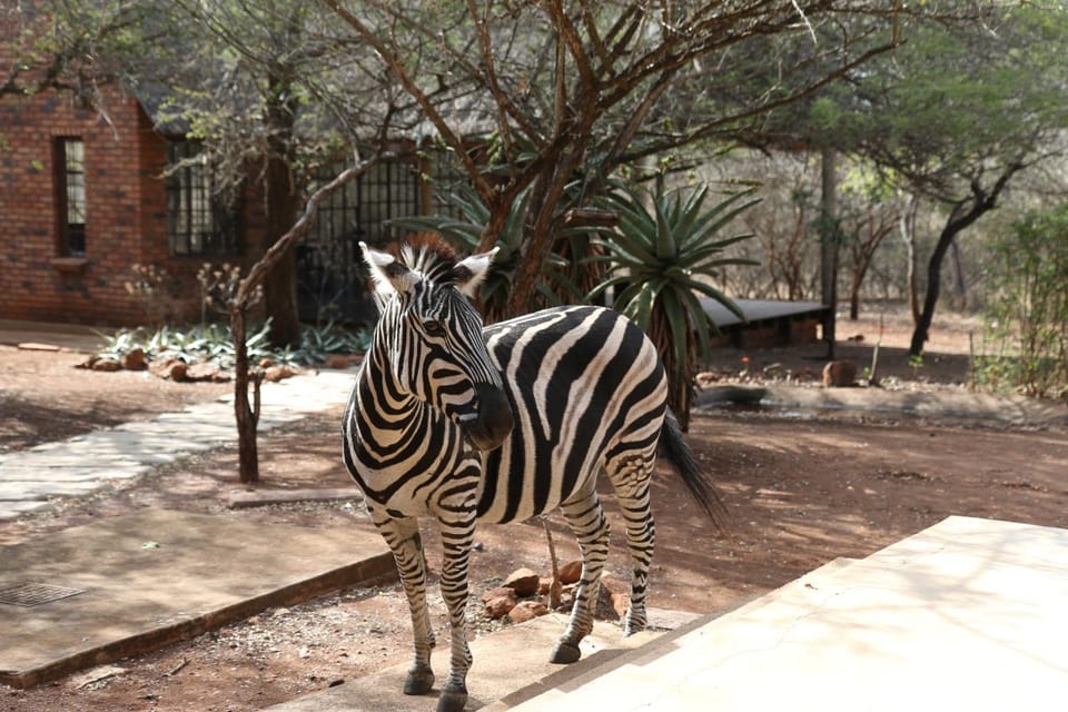 Animals