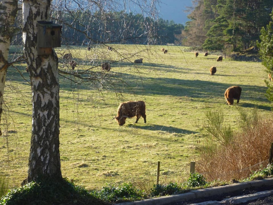 Off site, Natural landscape, View (from property/room), Animals