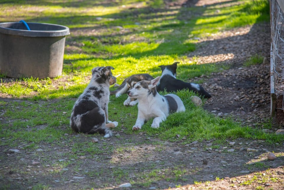 Activities, Summer, Animals, Autumn, Pets, Sports