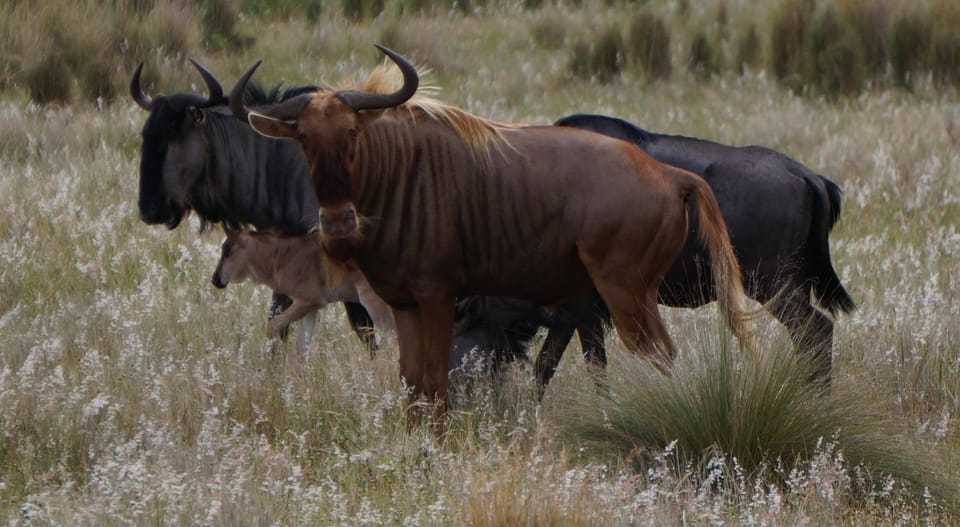 Animals