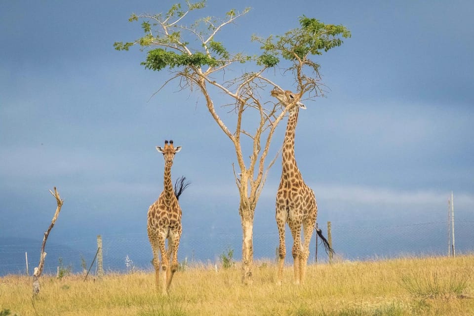 Natural landscape, Animals