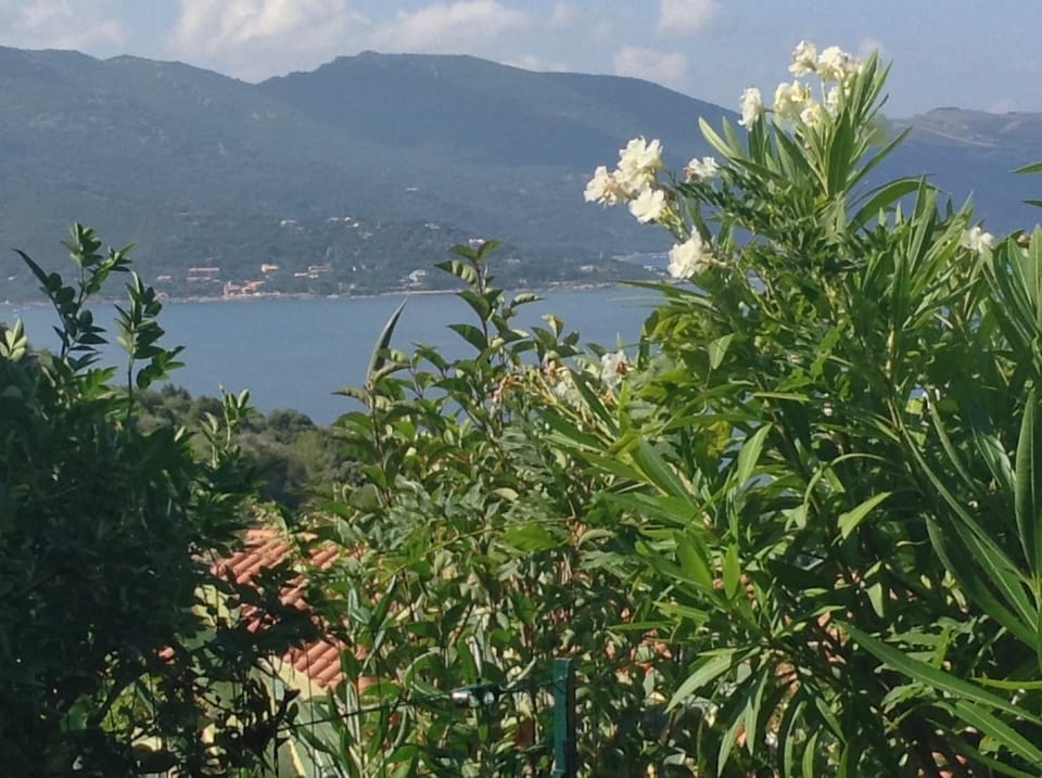 Garden view, Sea view