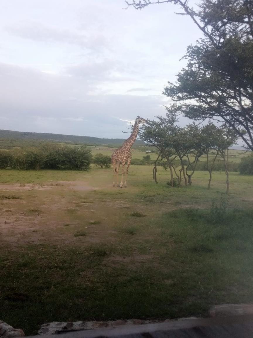 Narasha Homestay - Maasai Mara Bed and Breakfast in Kenya