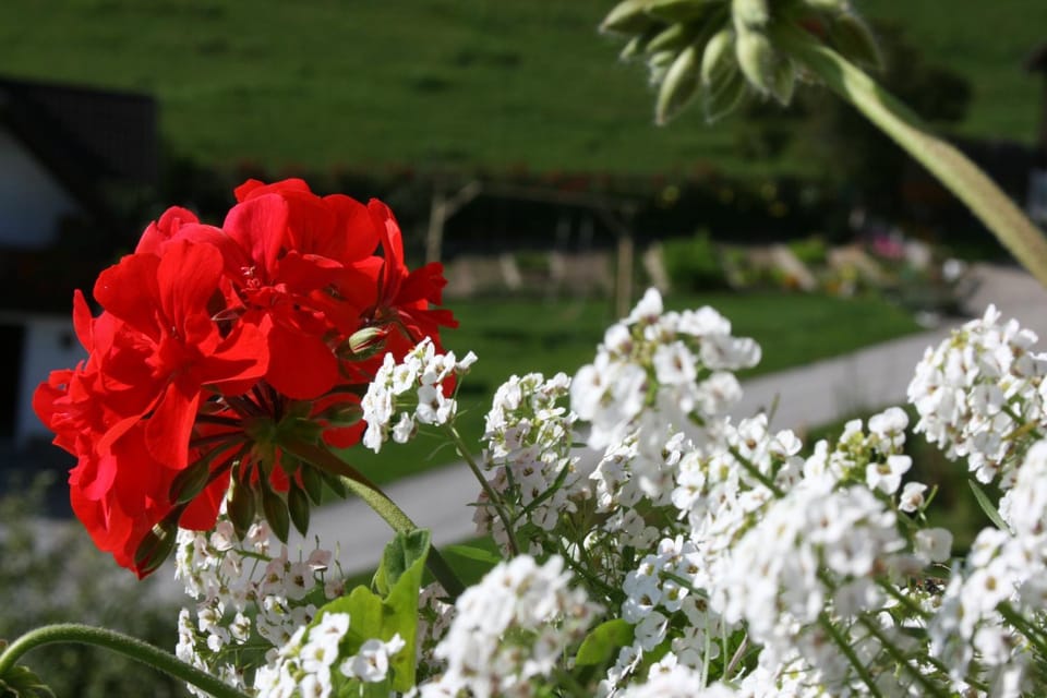 Garden view