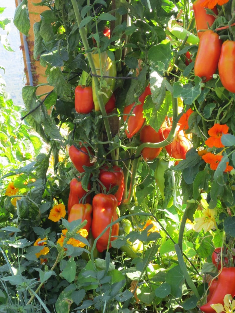 Day, Garden, Garden, Food, Garden view