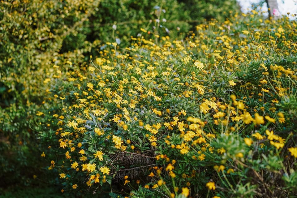 Natural landscape