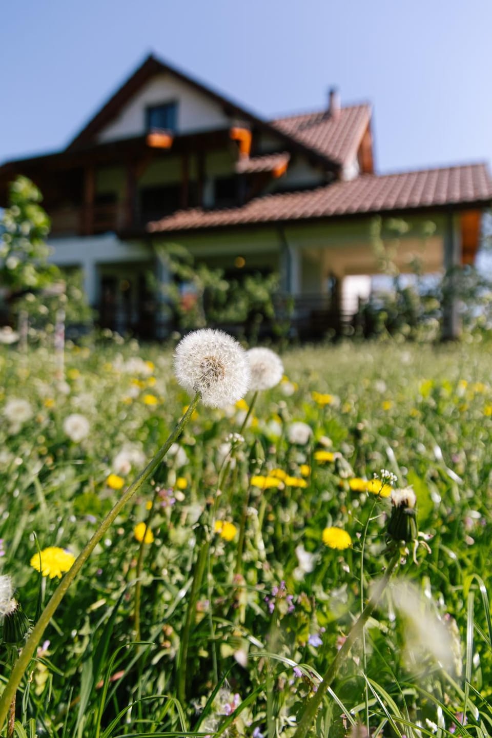 Spring, Day, Natural landscape, Garden, Garden view
