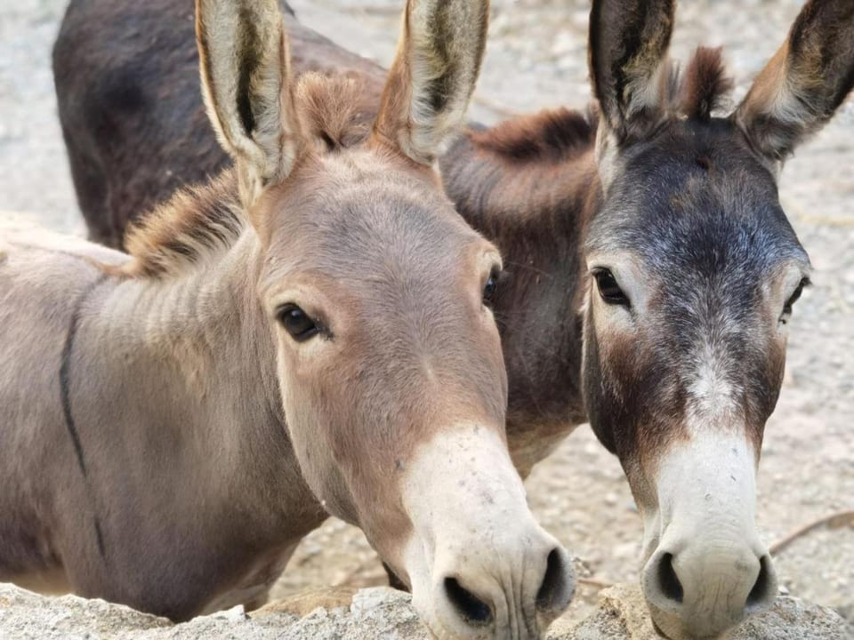 Animals, Pets