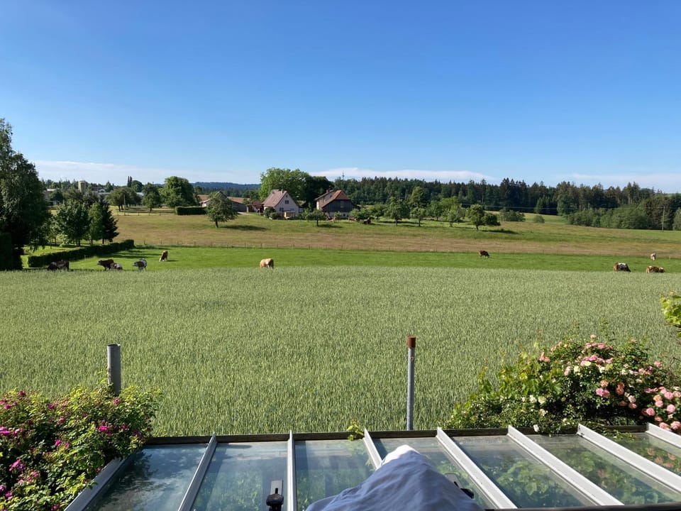 Garden view