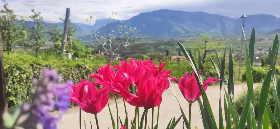 View (from property/room)