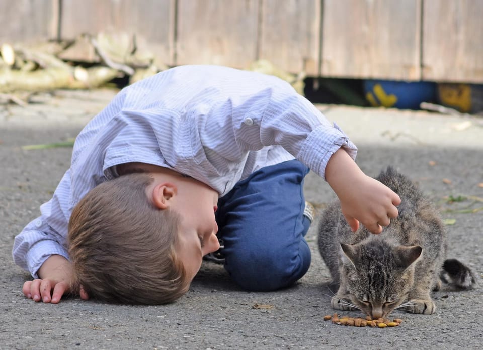 On site, Pets, Pets