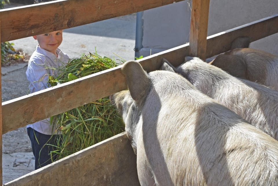 On site, Pets, Pets, Pets, Family
