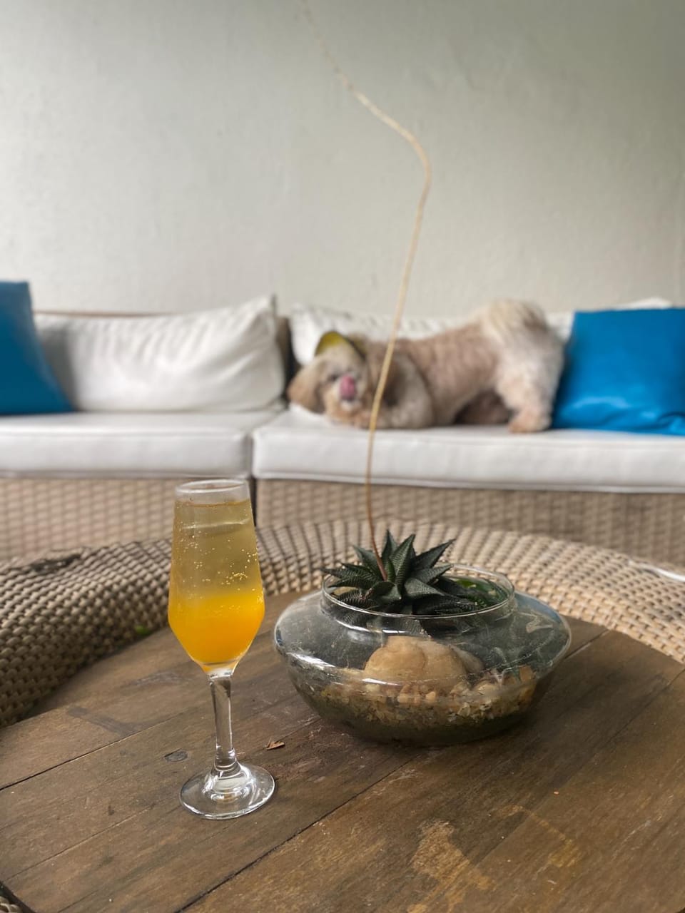 Food and drinks, Drinks