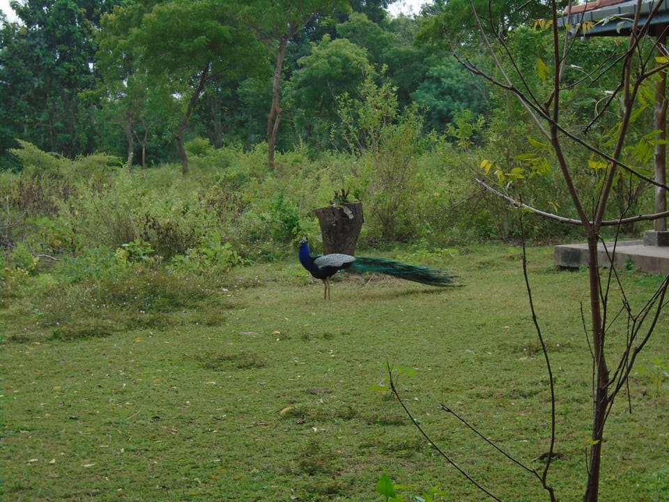 Natural landscape, Other