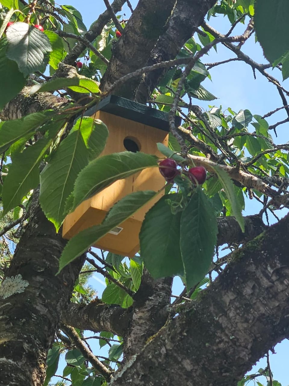 Garden, Garden, Garden view, Garden view