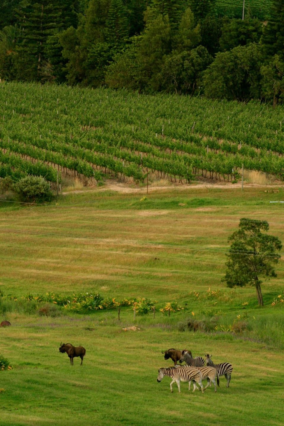 Wildlife Retreat on a Wine-Farm Farm Stay in Stellenbosch