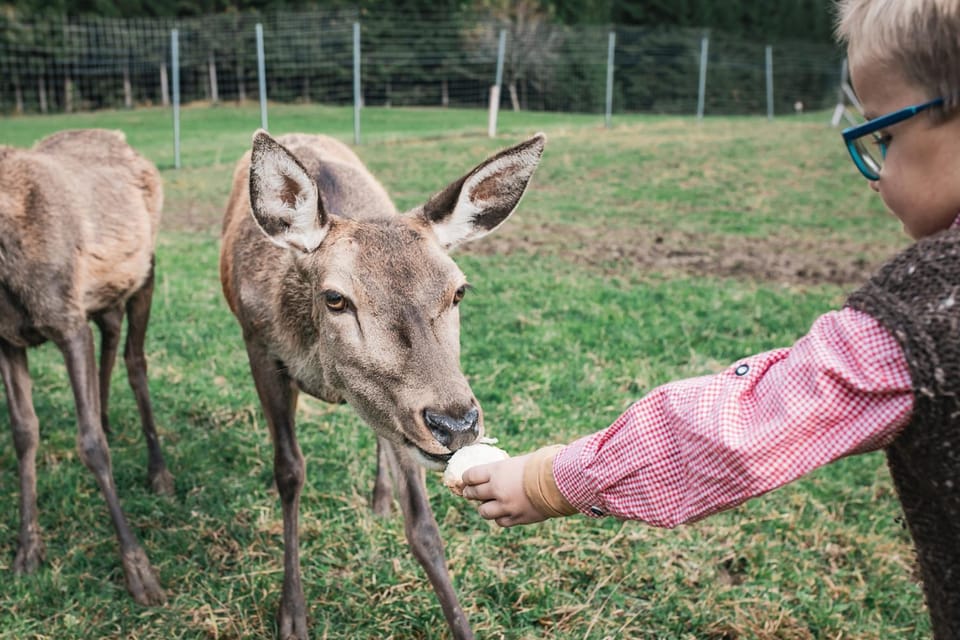 Animals, Family