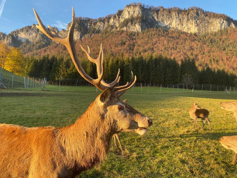 Animals, Mountain view