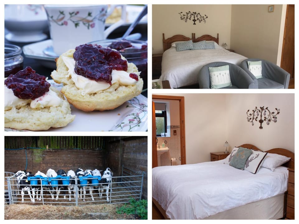 Animals, Bedroom, Food