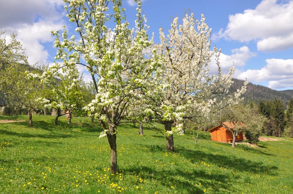 Spring, On site
