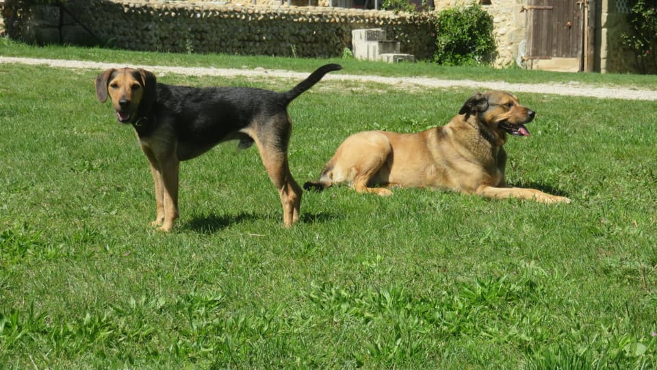 Pets