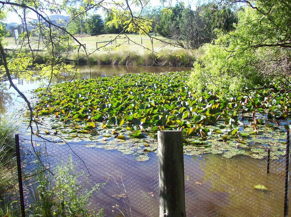 Lake view
